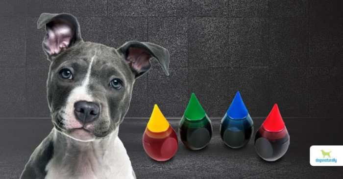 Is food coloring safe for dogs