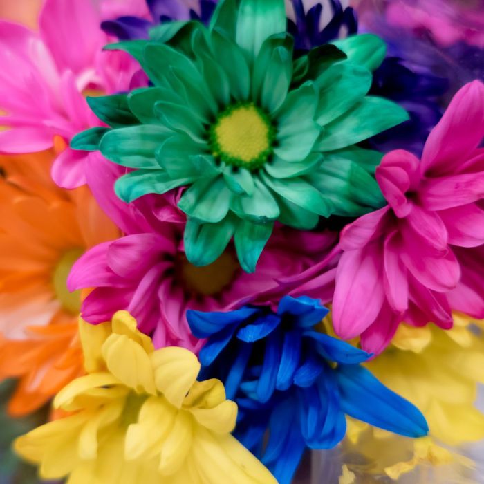 Can you dye flowers with food coloring