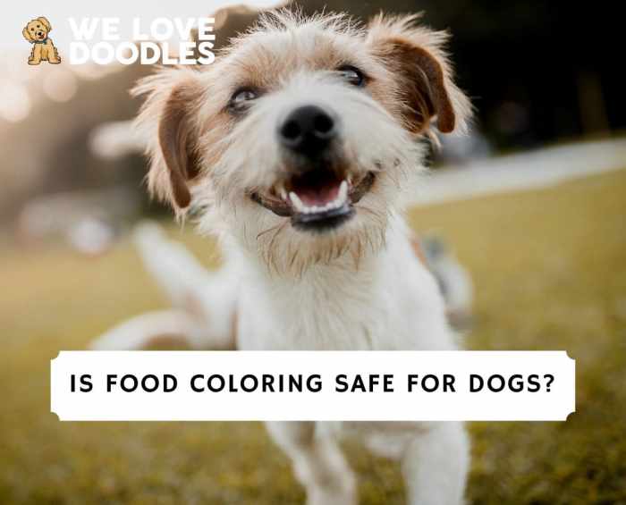 Is food coloring safe for dogs