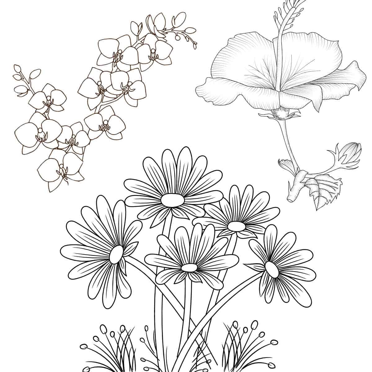 Coloring flowers pages flower adults